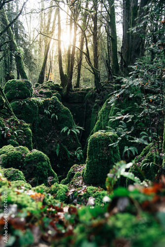 Eerie, Spooky and Creepy Enchanted Forest in England called Puzzlewood, The Cotswolds - Hollywood Filming Locations - Greenery, Moss and Trees photo