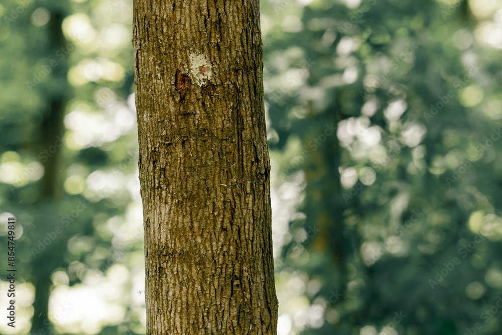 Fototapeta premium in a forest for playing pintball built wooden structures for playing pintball protecting players from direct hits