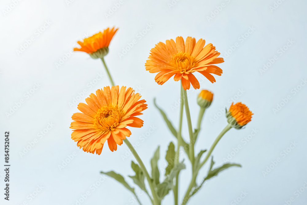 Close-up of Calendula Flowers Close-up of Calendula Flowers
