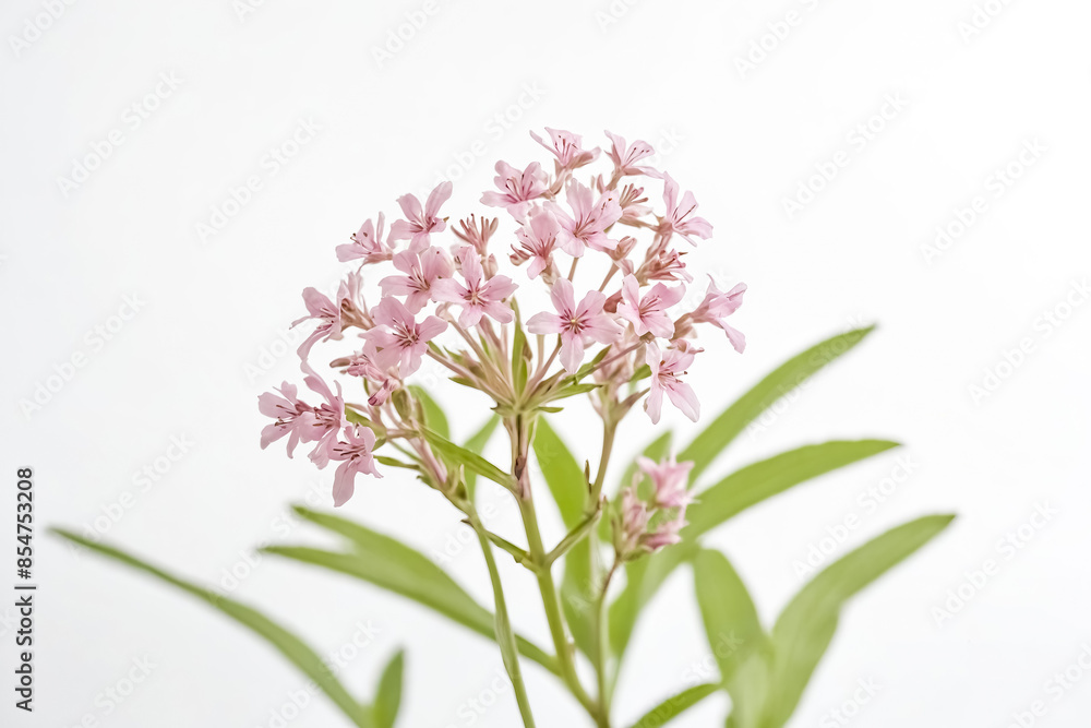 Obraz premium Pink Flowers on a White Background