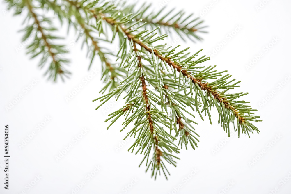 Pine branch with water droplets Pine branch with water droplets