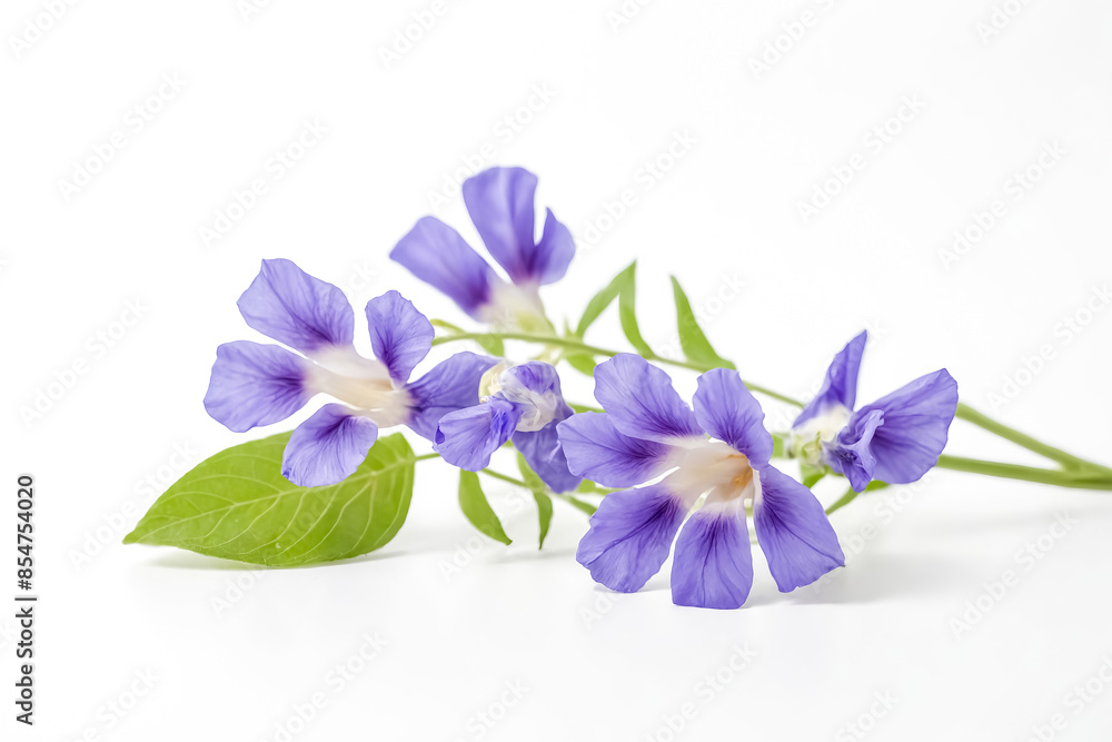 Purple Flowers with Green Stems on a White Background Purple Flowers with Green Stems on a White Background