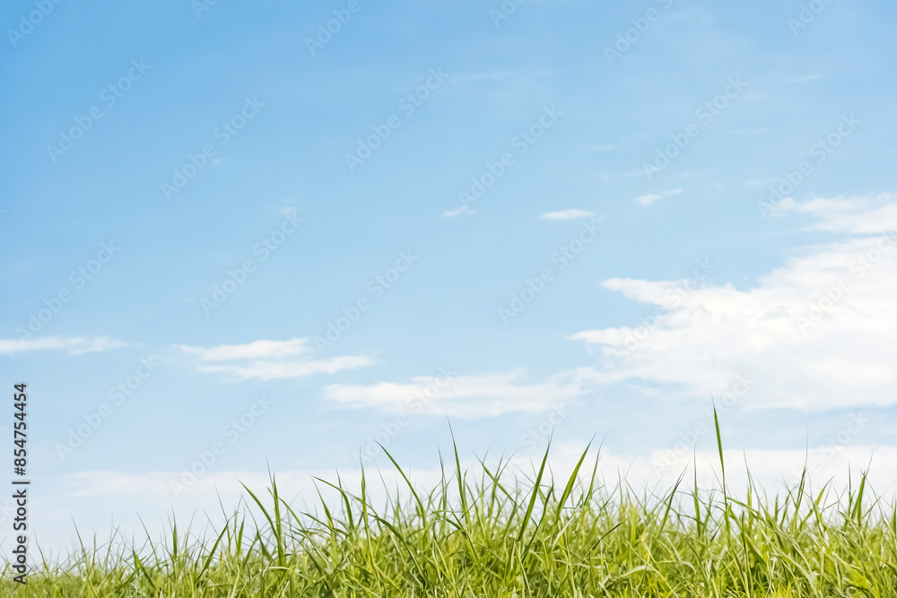 Green Grass Against a Blue Sky Green Grass Against a Blue Sky