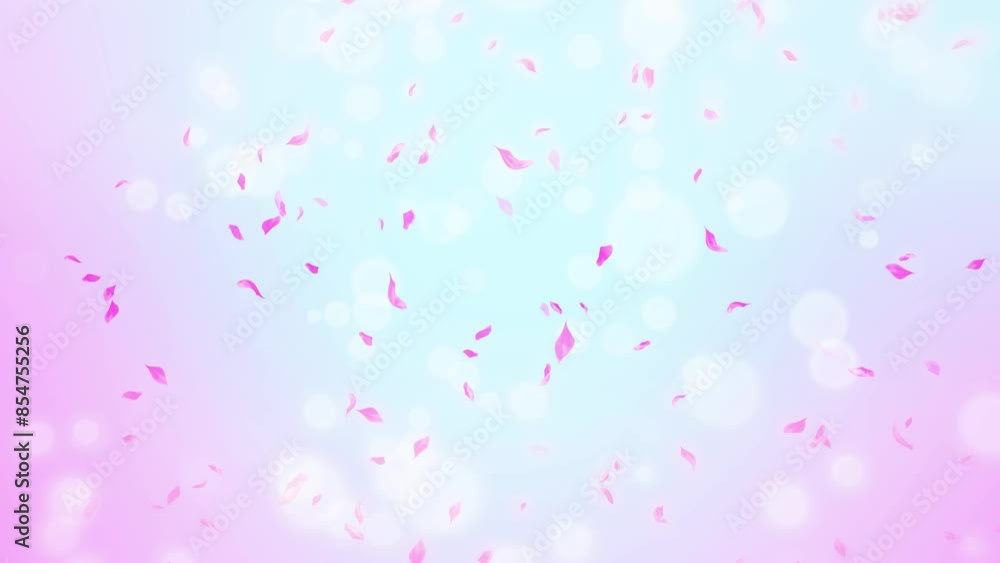 Loop Pink Rose Petals Falling, cherry blossom on spring background, nature Loop Pink Rose Petals Falling, cherry blossom on spring background, nature