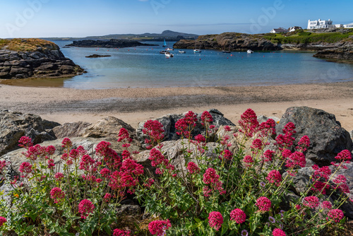Fototapeta Naklejka Na Ścianę i Meble -  walking around Trearddur Bay coastal path