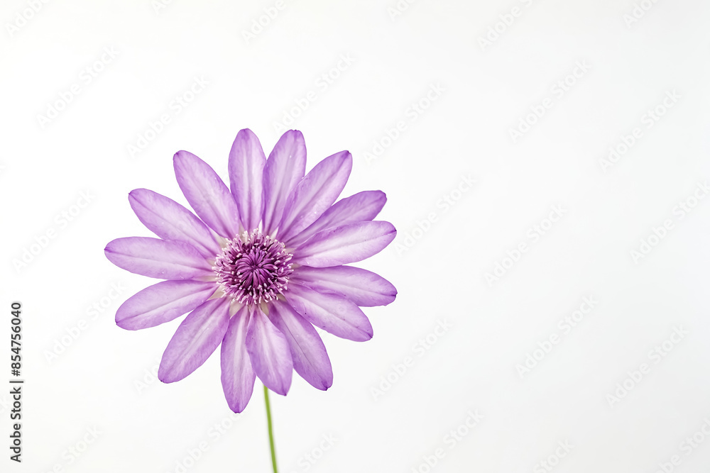 Fototapeta premium Single Purple Flower on White Background