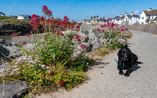 walking around Trearddur Bay coastal path photo