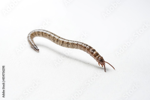 Close-up of a Caddisfly Larva on a White Background