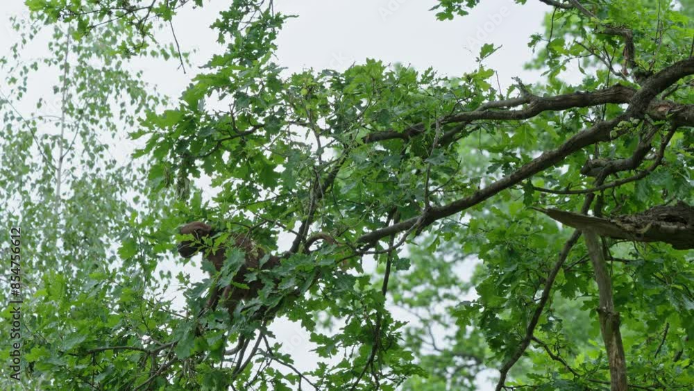 Gelada baboons jump up a tree in the forest.
Gelada baboons jump up a tree in the forest.