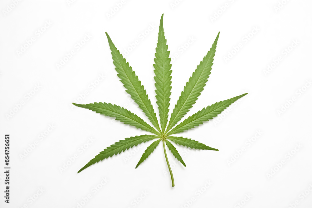 Marijuana Leaf on White Background Marijuana Leaf on White Background