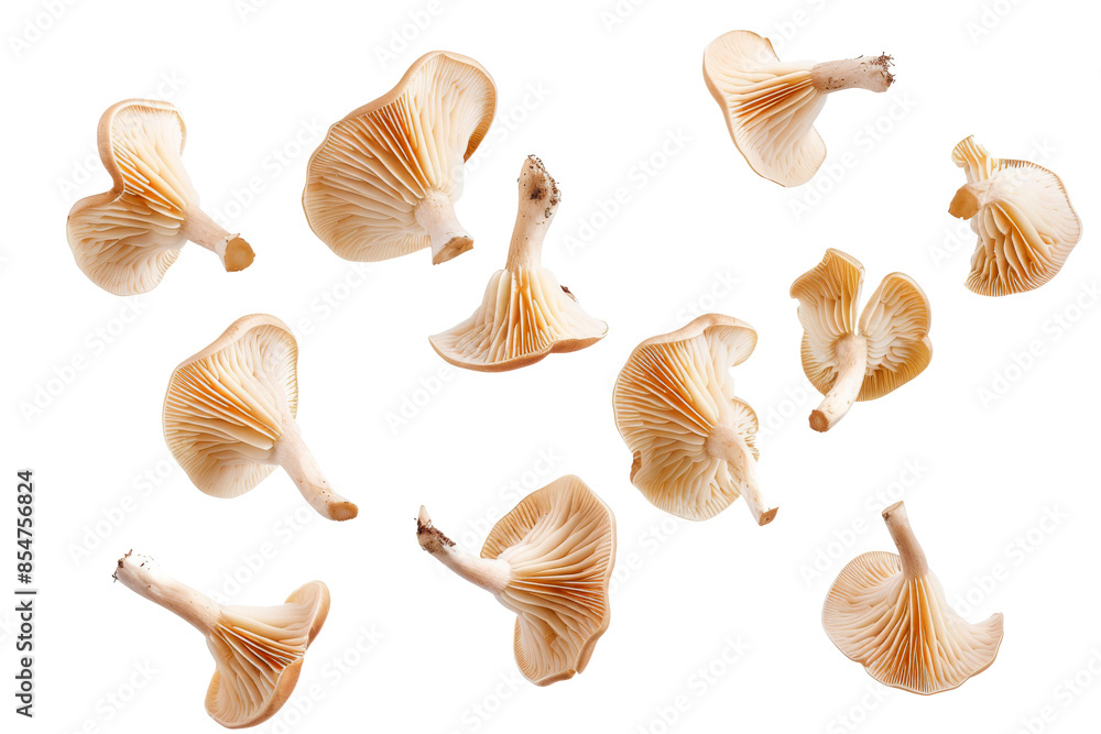 Group of Mushroom levitating in the air isolated on background, flying ingredient food, whole body of fungi. Group of Mushroom levitating in the air isolated on background, flying ingredient food, whole body of fungi.