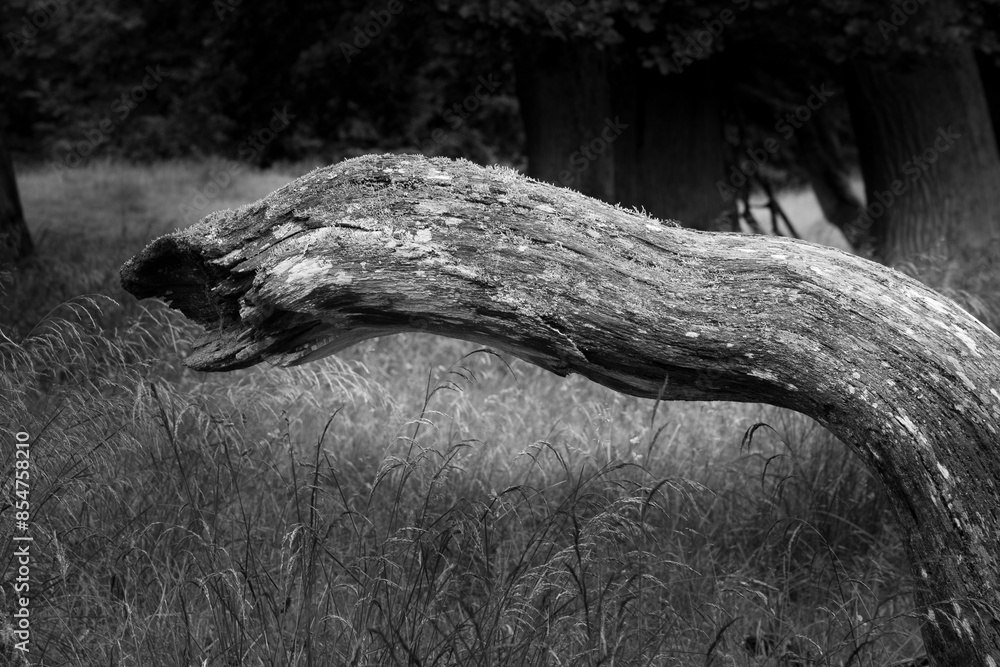 Obraz premium Twisted Tree Trunk in Grassland