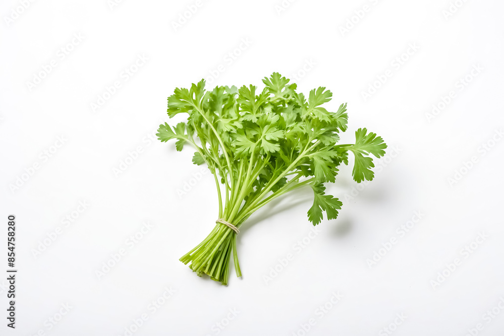 Fresh Bunch of Parsley on White Background Fresh Bunch of Parsley on White Background