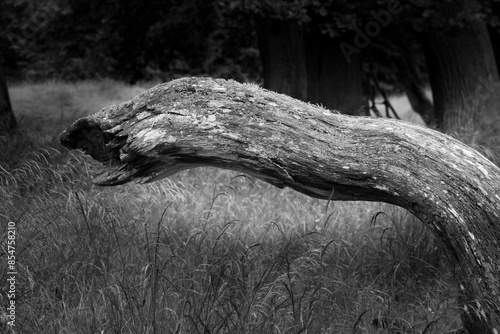 Twisted Tree Trunk in Grassland