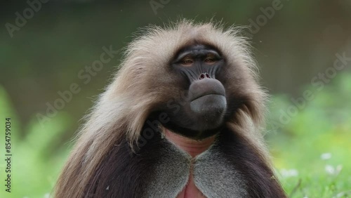 Wallpaper Mural Gelada baboons jump up a tree in the forest.
 Torontodigital.ca