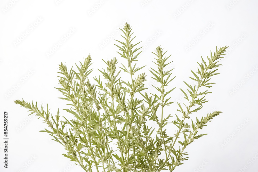 Close-up of Green Foliage on White Background Close-up of Green Foliage on White Background