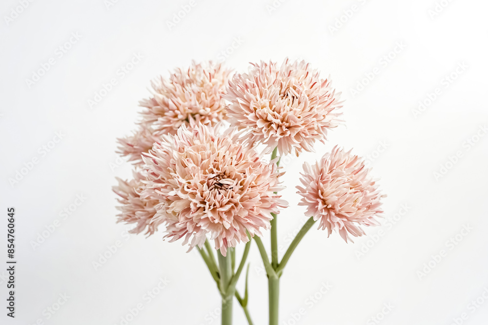 Delicate Pink Flowers on White Background Delicate Pink Flowers on White Background