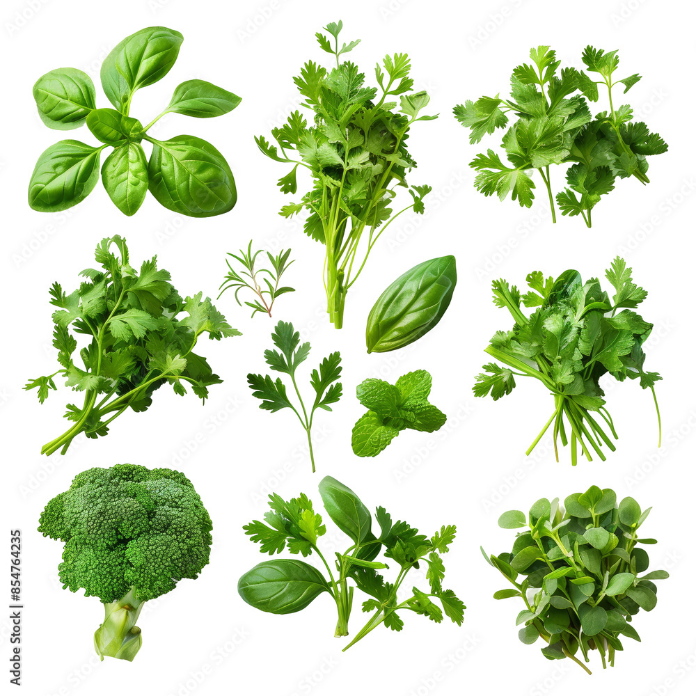 Set of healthy herbs: Fresh Cilantro Isolated on Transparent or White Background, PNG Set of healthy herbs: Fresh Cilantro Isolated on Transparent or White Background, PNG