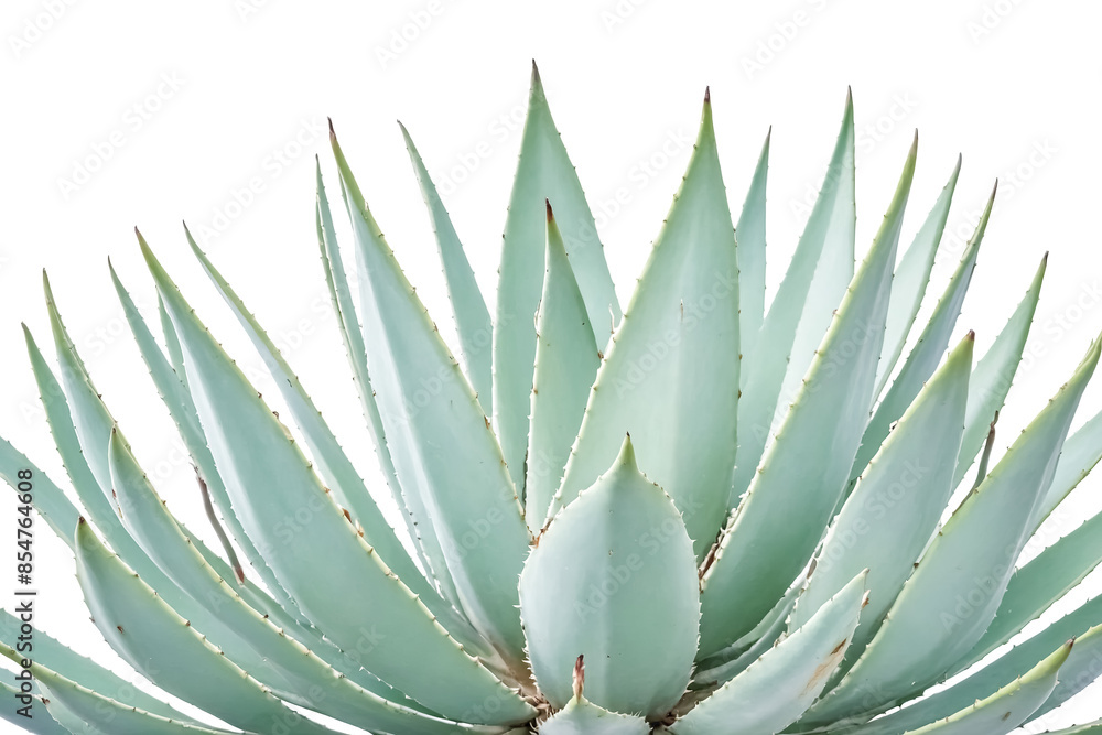 Closeup of a Green Agave Plant with Spiky Leaves