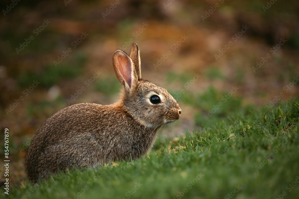 Close-up of rabbit on grass with low light Close-up of rabbit on grass with low light