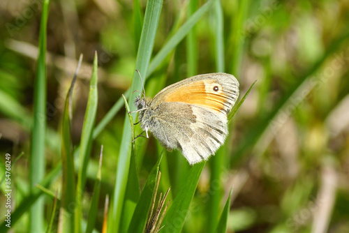 Close up butterfly small heath (Coenonympha pamphilus), family Nymphalidae on high grass. Summer, June, France.