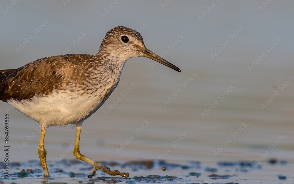 Green Sandpiper (Tringa ochropus) is usually found near freshwater. living in smaller bodies of water such as streams and ponds.There is a dense area on the Tigris River in Diyarbakır. Green Sandpiper (Tringa ochropus) is usually found near freshwater. living in smaller bodies of water such as streams and ponds.There is a dense area on the Tigris River in Diyarbakır.