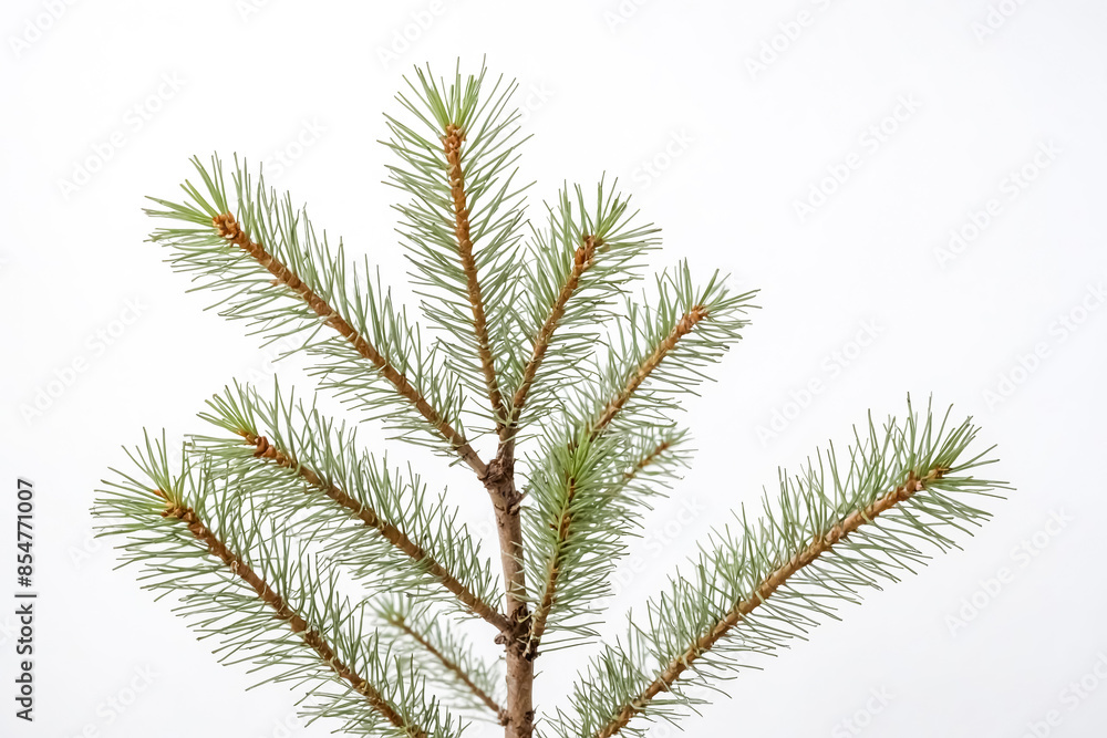 Pine Tree Branch Isolated on White Background Pine Tree Branch Isolated on White Background