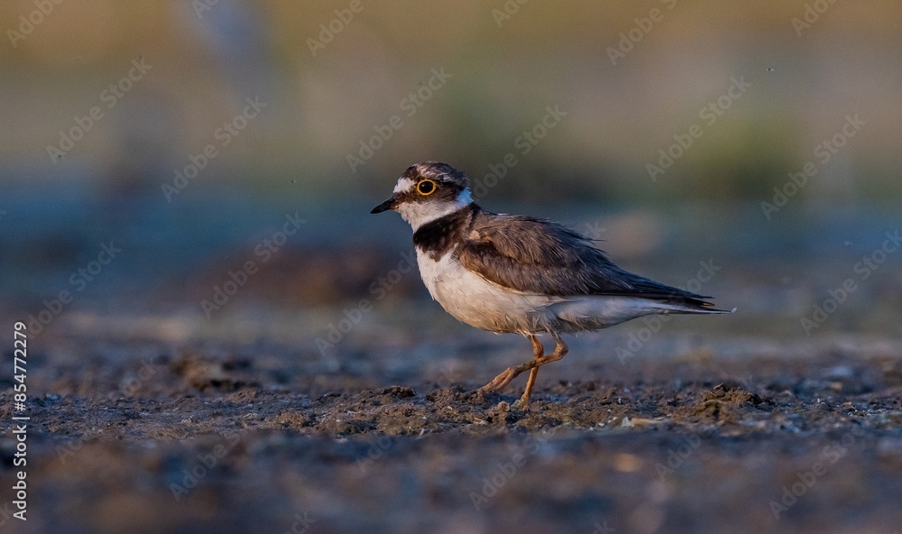 Little Ringed Plover (Charadrius dubius) is a cute species found in many wetlands around the world. It is a common wetland bird in Turkey. Little Ringed Plover (Charadrius dubius) is a cute species found in many wetlands around the world. It is a common wetland bird in Turkey.
