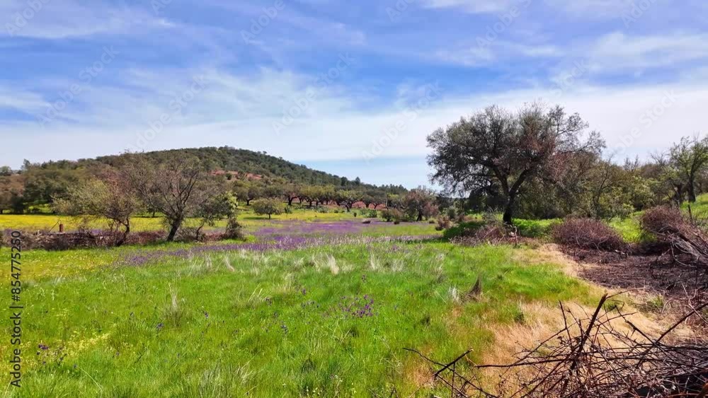 Walking through the Cork Oak forest at Hortas de Baixo near Arronches, Alentejo, Portugal. Walking through the Cork Oak forest at Hortas de Baixo near Arronches, Alentejo, Portugal.