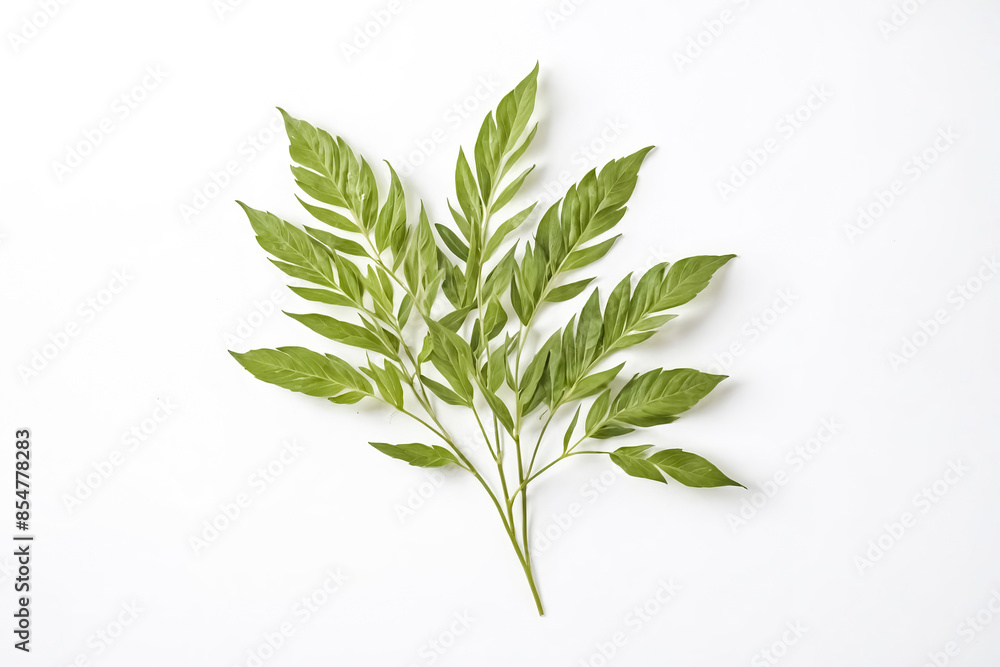 Fototapeta premium Sprig of Green Leaves on White Background