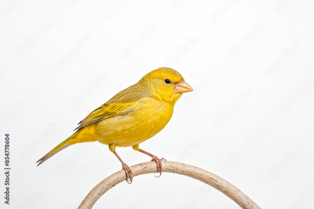 Yellow Canary Perched on a Branch Yellow Canary Perched on a Branch