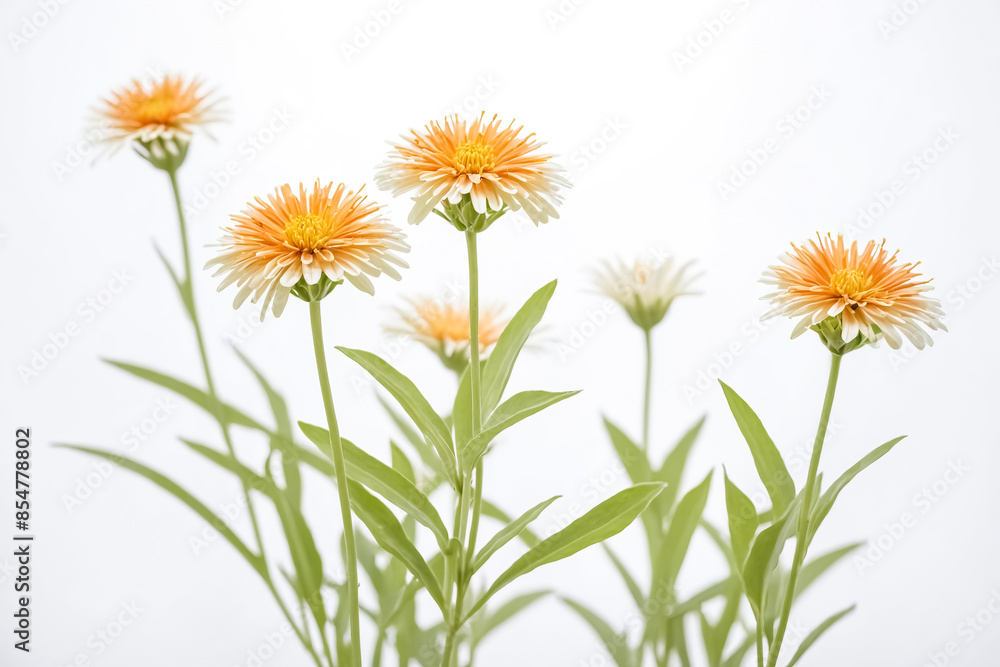 Delicate Yellow and White Flowers with Green Stems on a White Background Delicate Yellow and White Flowers with Green Stems on a White Background