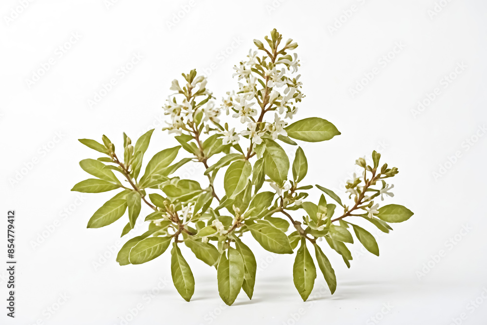 Obraz premium White Flowers and Green Leaves on a White Background