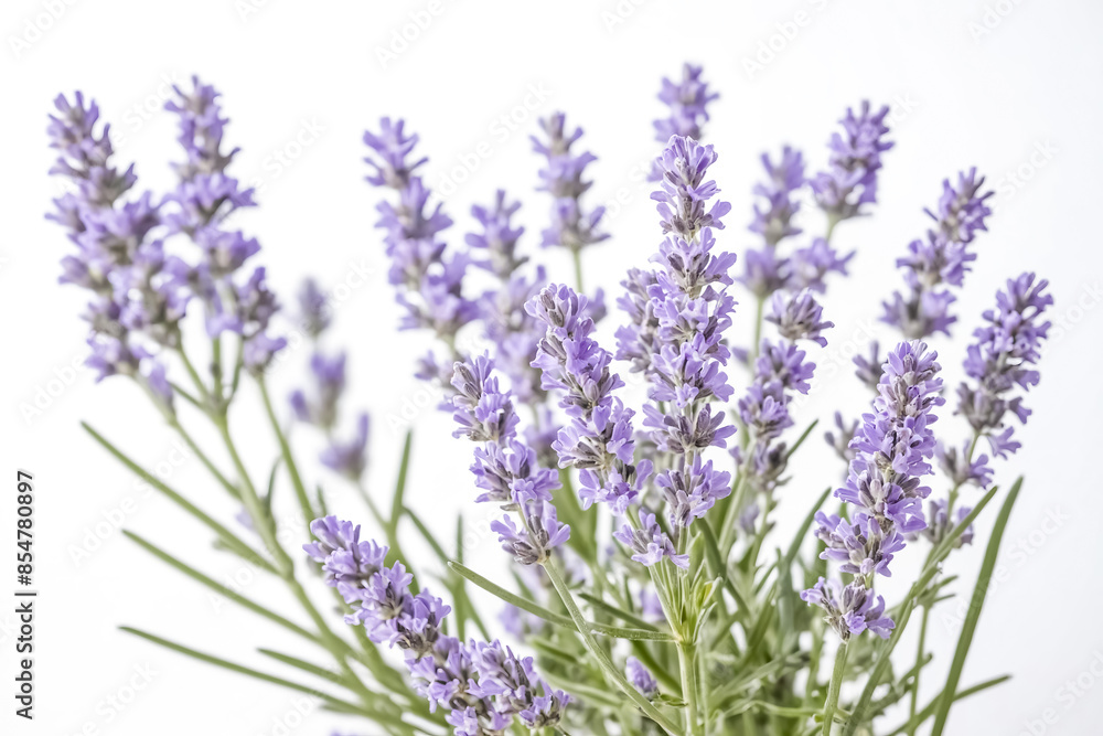 Lavender Flowers on White Background Lavender Flowers on White Background