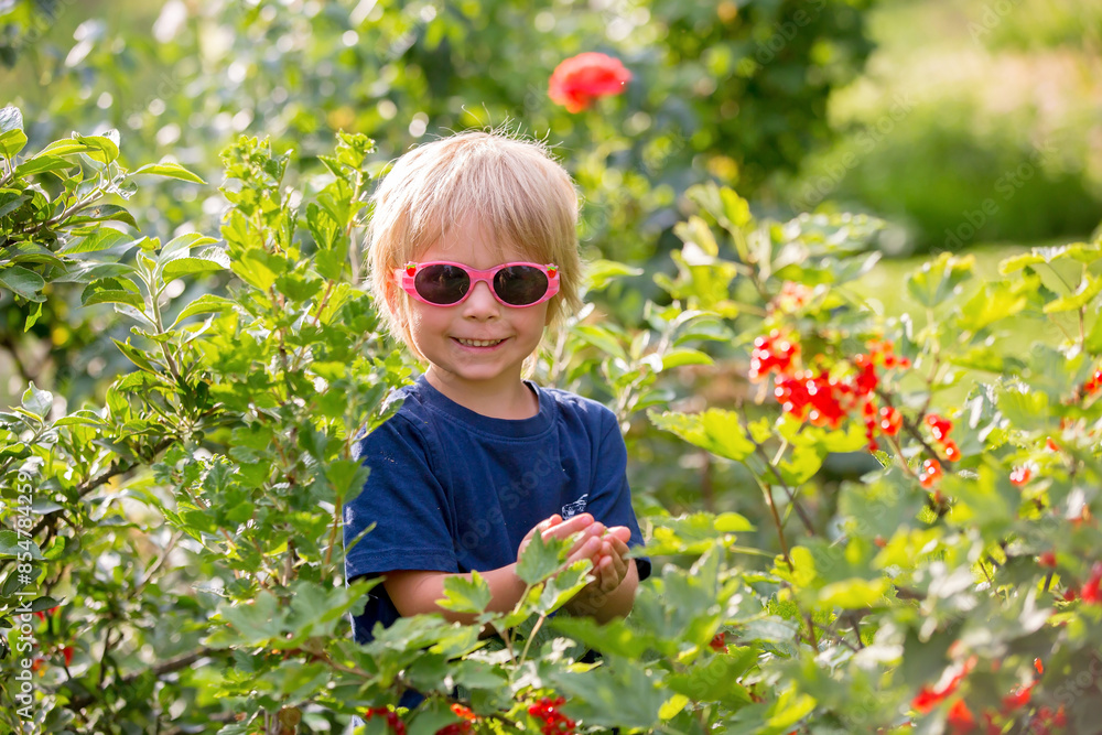 Child, gathering red currant from a bush in summer, concept of health organic food Child, gathering red currant from a bush in summer, concept of health organic food
