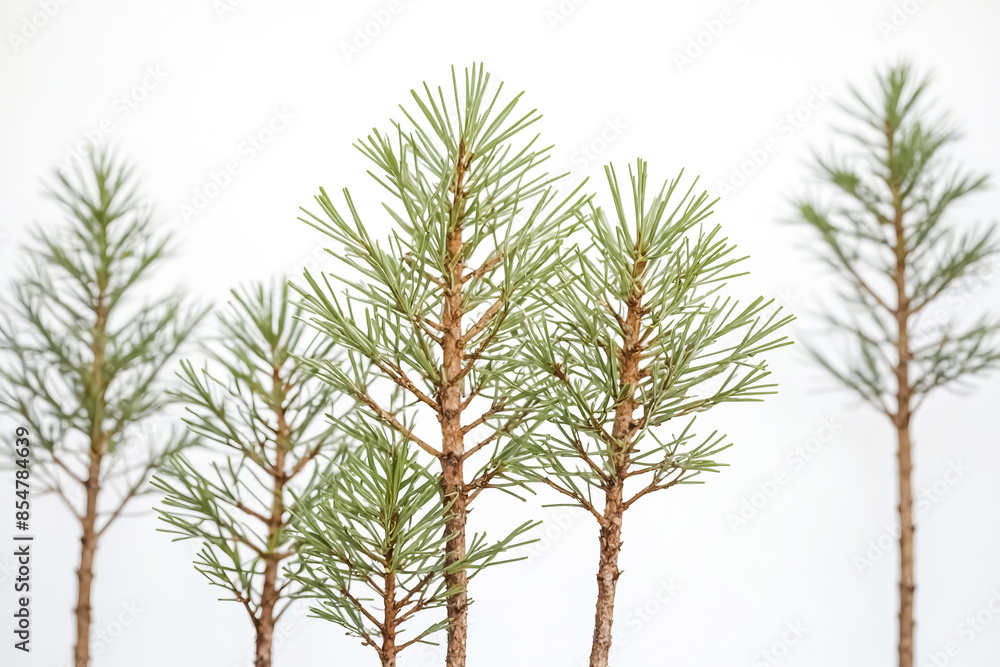 Closeup of Four Pine Tree Saplings Isolated on White Background Closeup of Four Pine Tree Saplings Isolated on White Background
