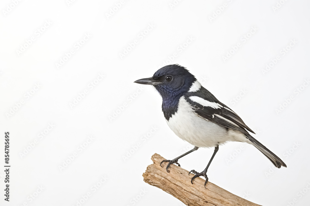 Black and White Bird on a Branch Black and White Bird on a Branch