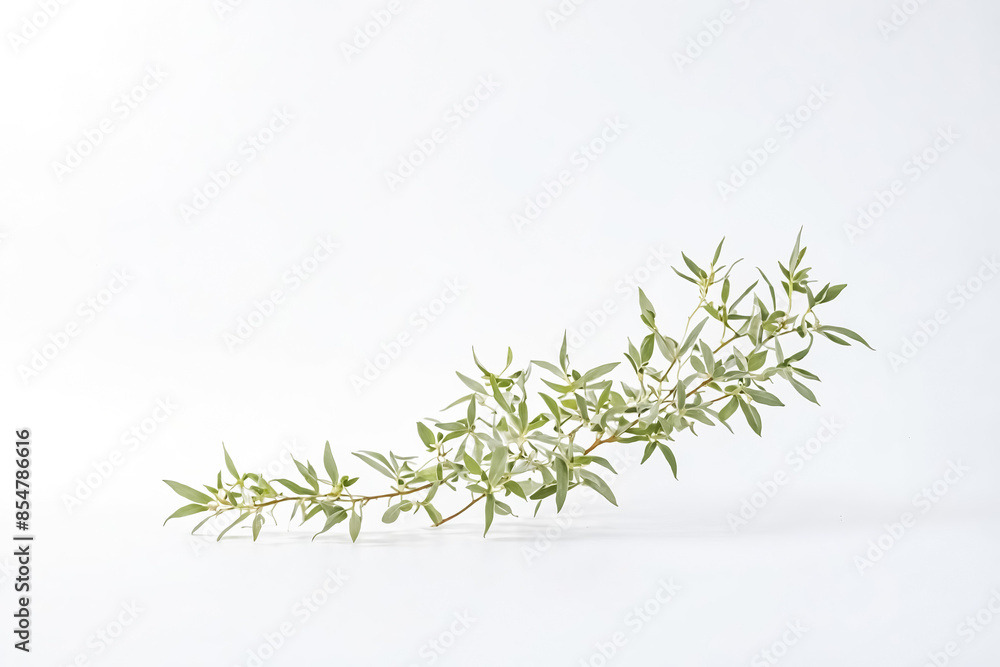 Fototapeta premium Green Branch with White Background