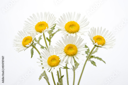 Wallpaper Mural Close Up of Five White Daisies on White Background Torontodigital.ca