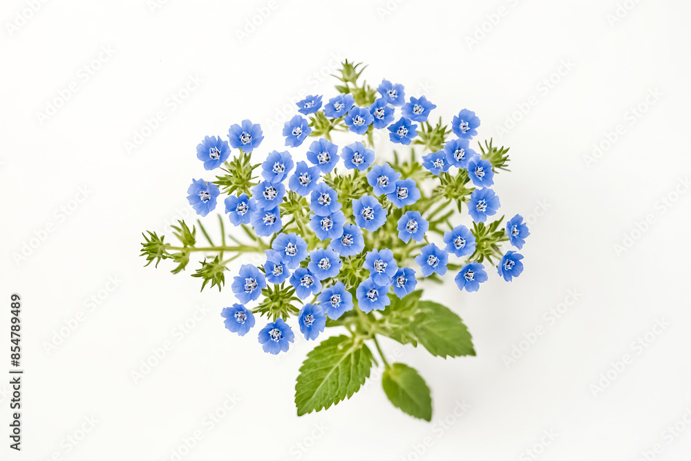 Close Up of Delicate Blue Flowers on a White Background Close Up of Delicate Blue Flowers on a White Background
