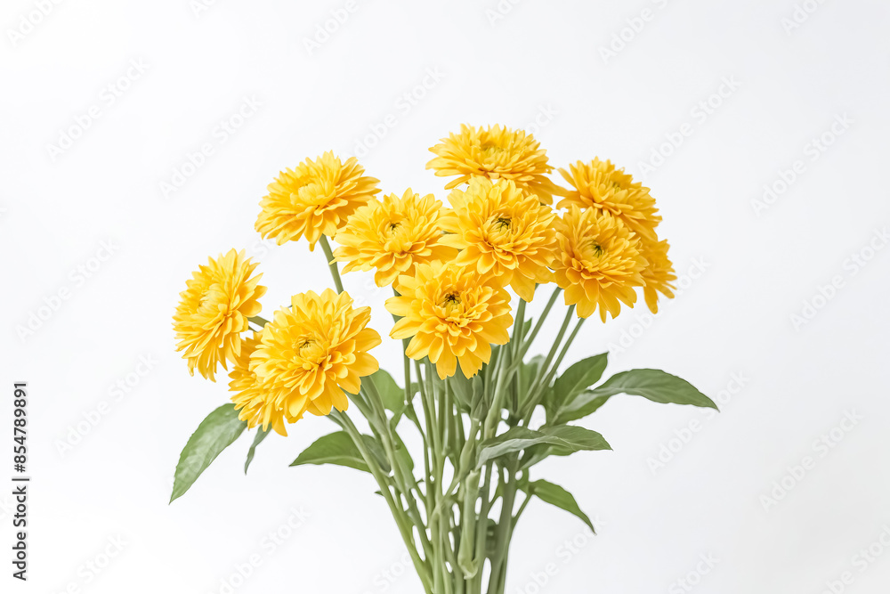 Yellow Flowers on White Background Yellow Flowers on White Background