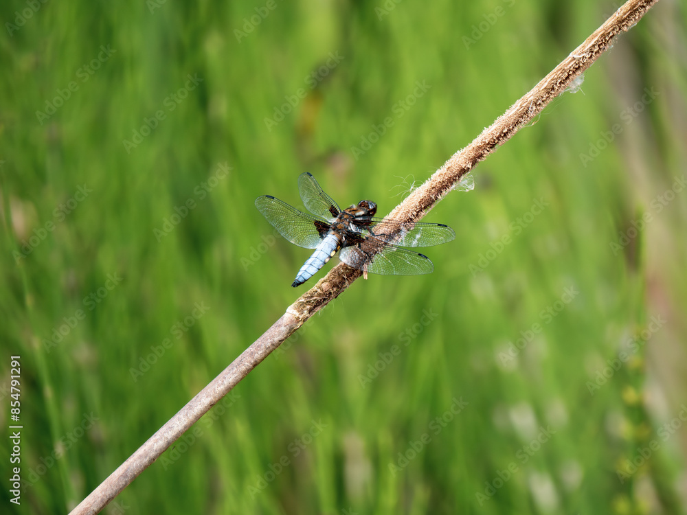 Broad-bodied Chaser resting on a Reed Broad-bodied Chaser resting on a Reed