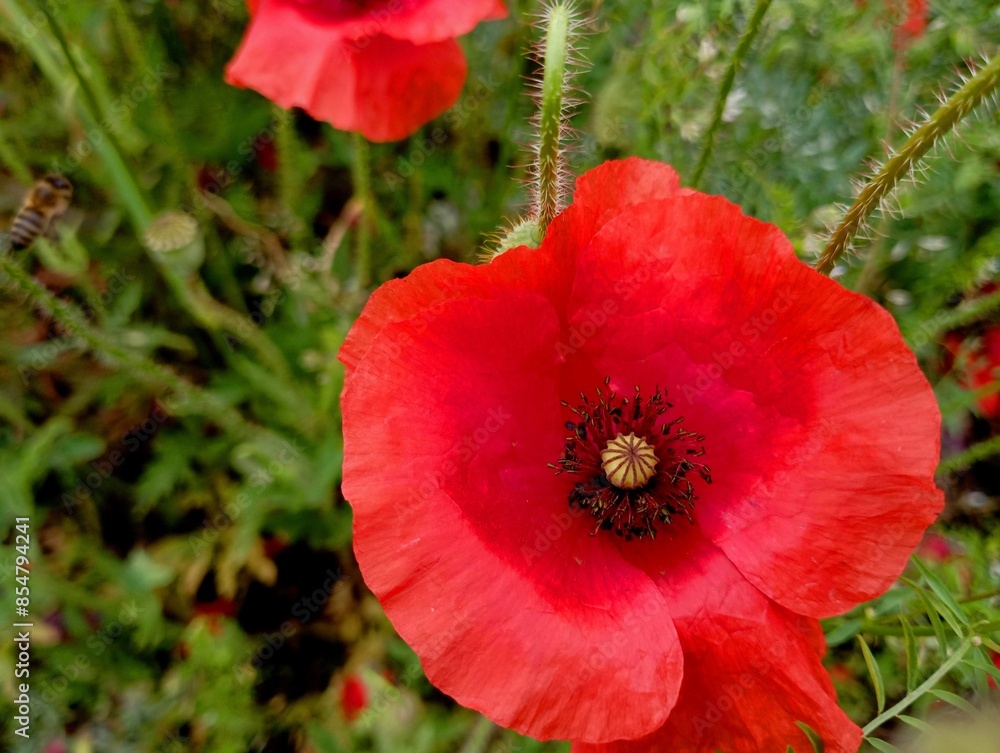 A macro shot of a red wild poppy in a field with delicate delicate petals rising against a background of green grass. The theme of wildflowers and beautiful backgrounds with them. A macro shot of a red wild poppy in a field with delicate delicate petals rising against a background of green grass. The theme of wildflowers and beautiful backgrounds with them.