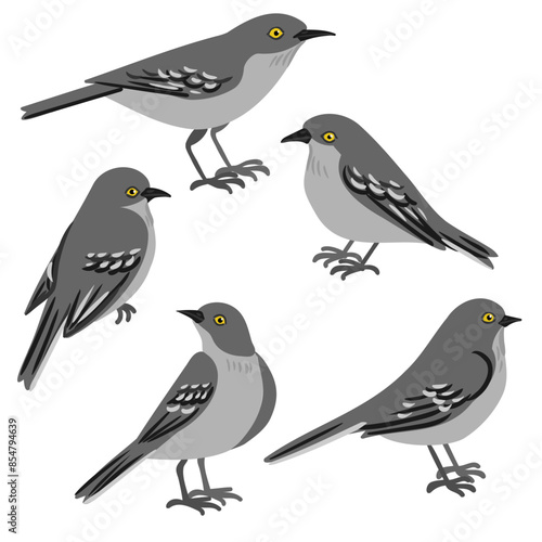 vector drawing birds, hand drawn northern mockingbird, Mimus polyglottos , set of isolated nature design elements