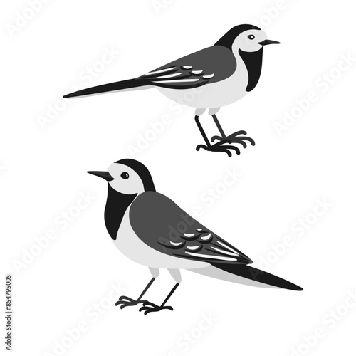 vector drawing birds, hand drawn white wagtail, Motacilla alba , isolated nature design elements