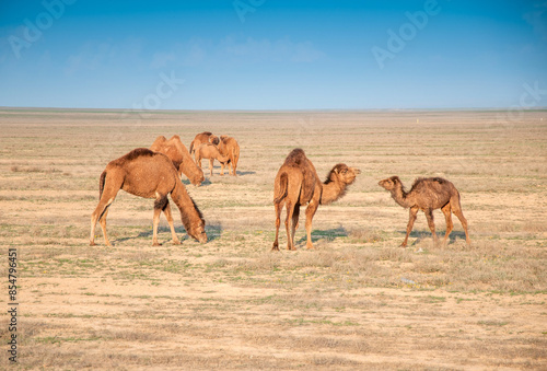 Camels on the way are looking for fresh grass to eat, graze in the steppes, heat, drought, Kazakhstani steppes. © Vera