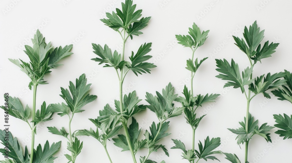 White mugwort leaves against a white backdrop White mugwort leaves against a white backdrop