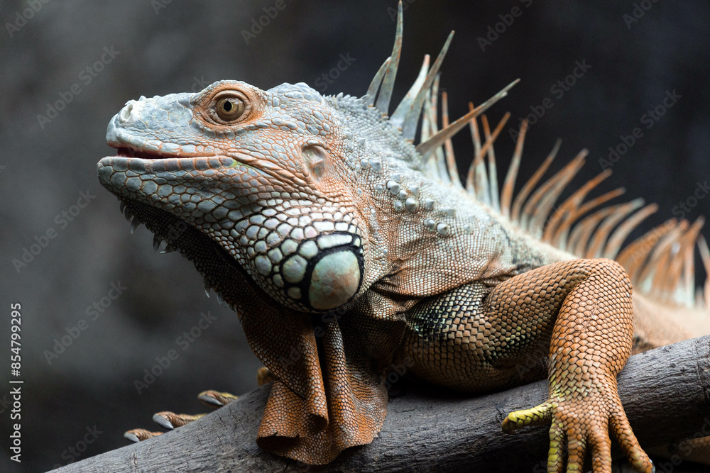 Fototapeta premium Igruana sitting on a tree, close-up
