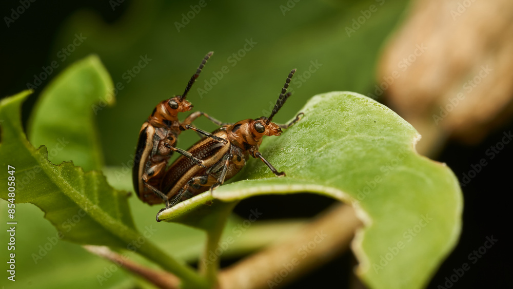 Two insects mating on a green leaf Two insects mating on a green leaf