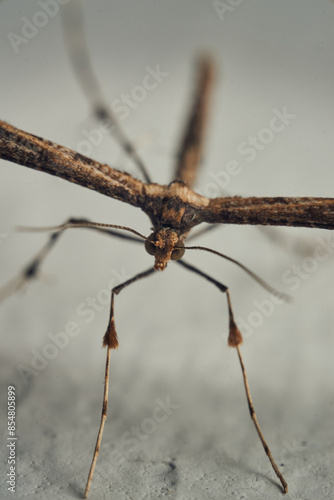 Wallpaper Mural Details of a Feather Moth on a white wall (Pterophoridae) Torontodigital.ca